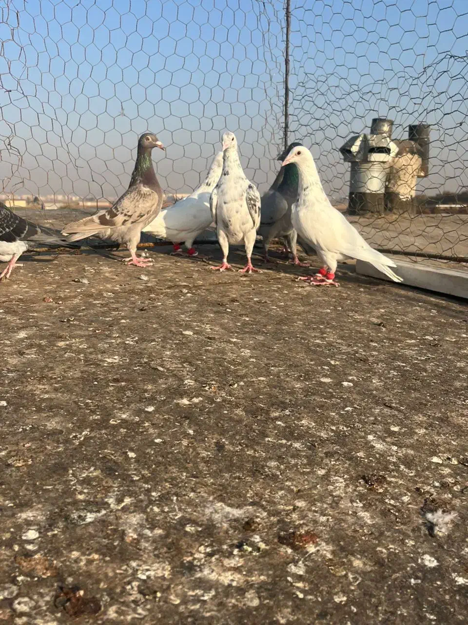 کبوترخطی|پرنده|اقبالیه, |دیوار