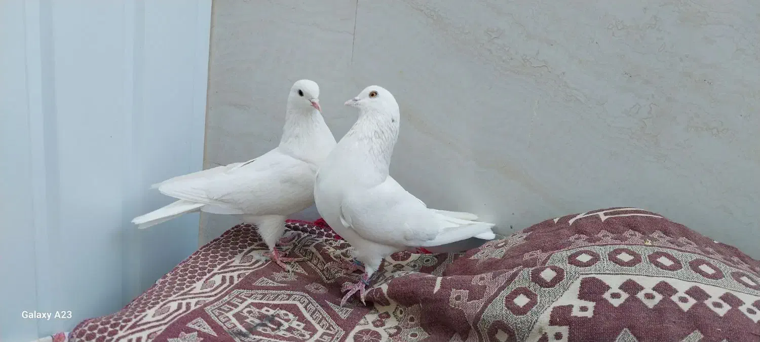 کبوتر سفید پرشی (تهرانی)|پرنده|خمینیشهر, |دیوار