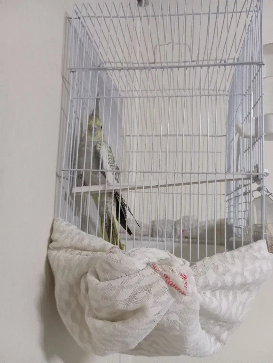 عروس هلندی نر و بازی گوش|پرنده|اصفهان, حصه شمالی|دیوار