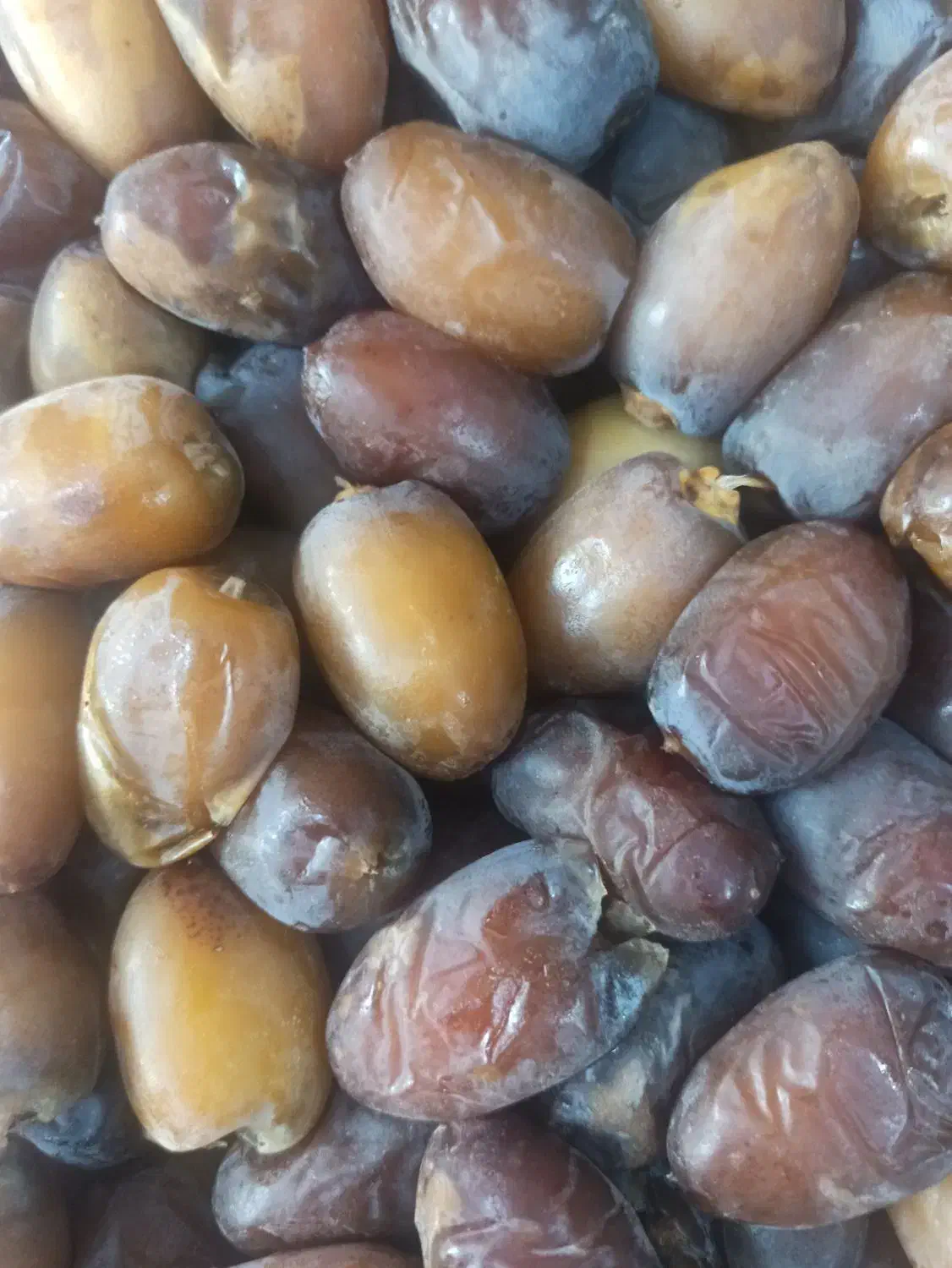 خرما|حراج|آستانه اشرفیه, |دیوار