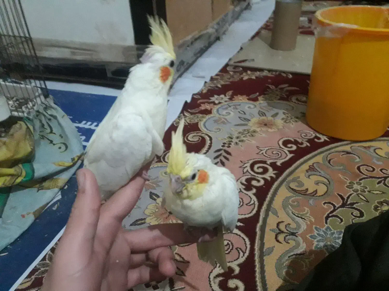 عروس هلندی|پرنده|بندرعباس, |دیوار