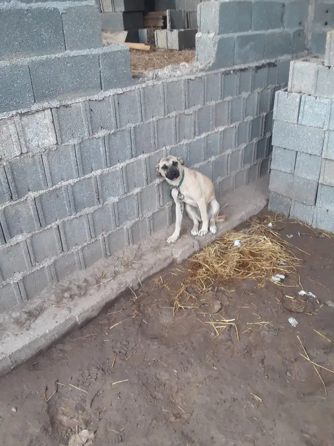 سگ سراب چهار ماهه ماده ۵۰۰ فوری|سگ|کوچصفهان, |دیوار