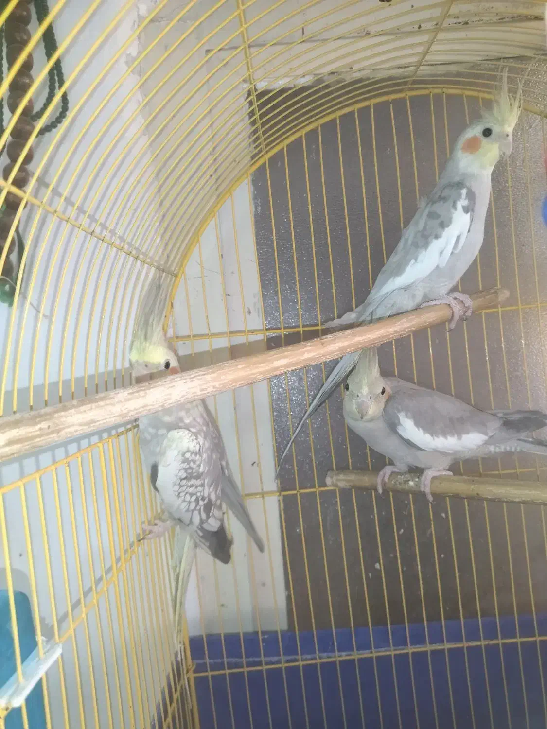 طوطی برزیلی|پرنده|پاکدشت, پاکدشت (مامازند)|دیوار