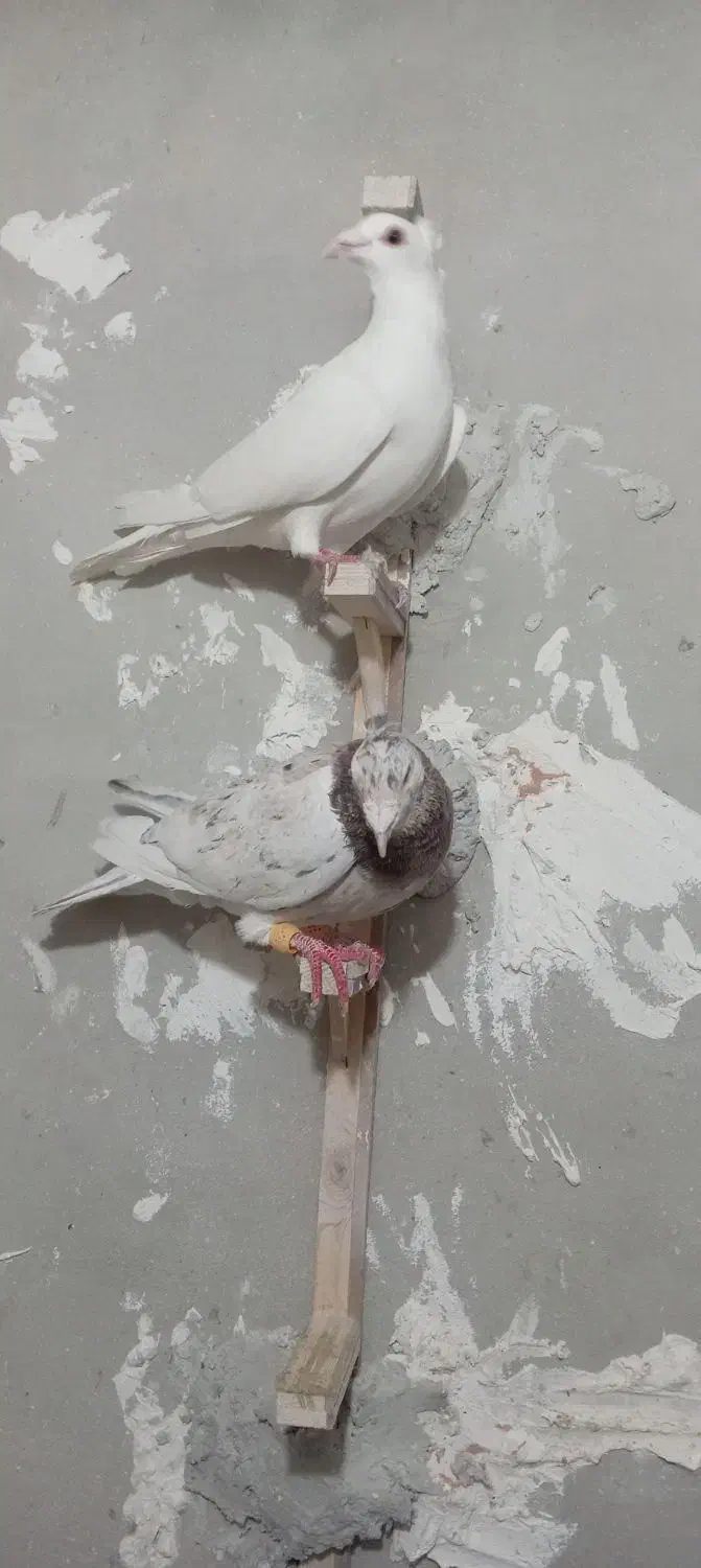 پرنده|پرنده|نیشابور, رحمت آباد|دیوار