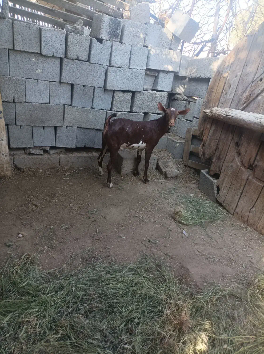 نر صلاله|حیوانات مزرعه|بندرعباس, |دیوار