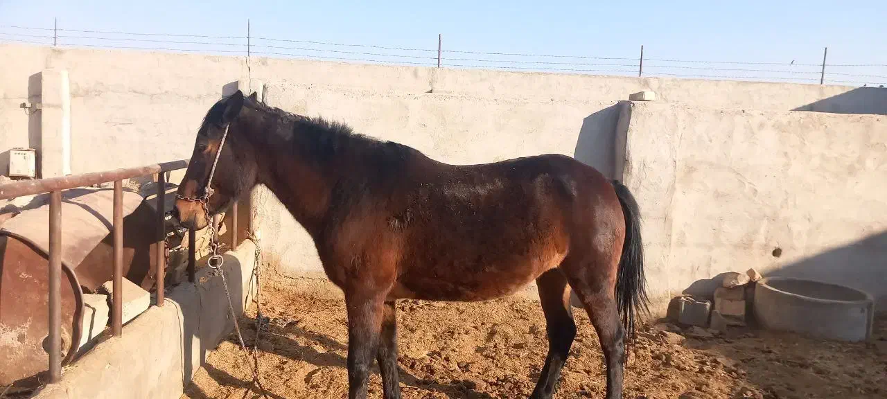 اسب .فروشی.قیمت توافقی|حیوانات مزرعه|ورزنه, |دیوار