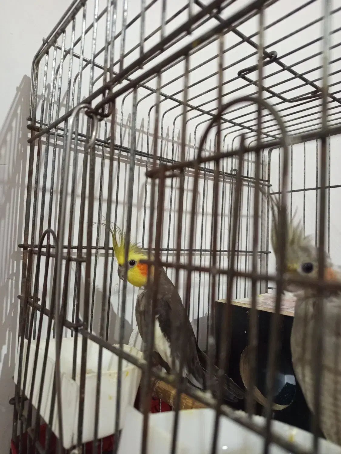 عروس هلندی خاکستری|پرنده|هشتگرد, هشتگرد قدیم|دیوار