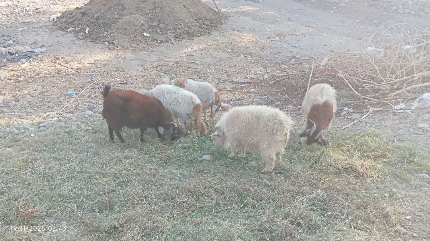 بز نری چپشت نژاد دار ابستن|حیوانات مزرعه|جیرفت, |دیوار