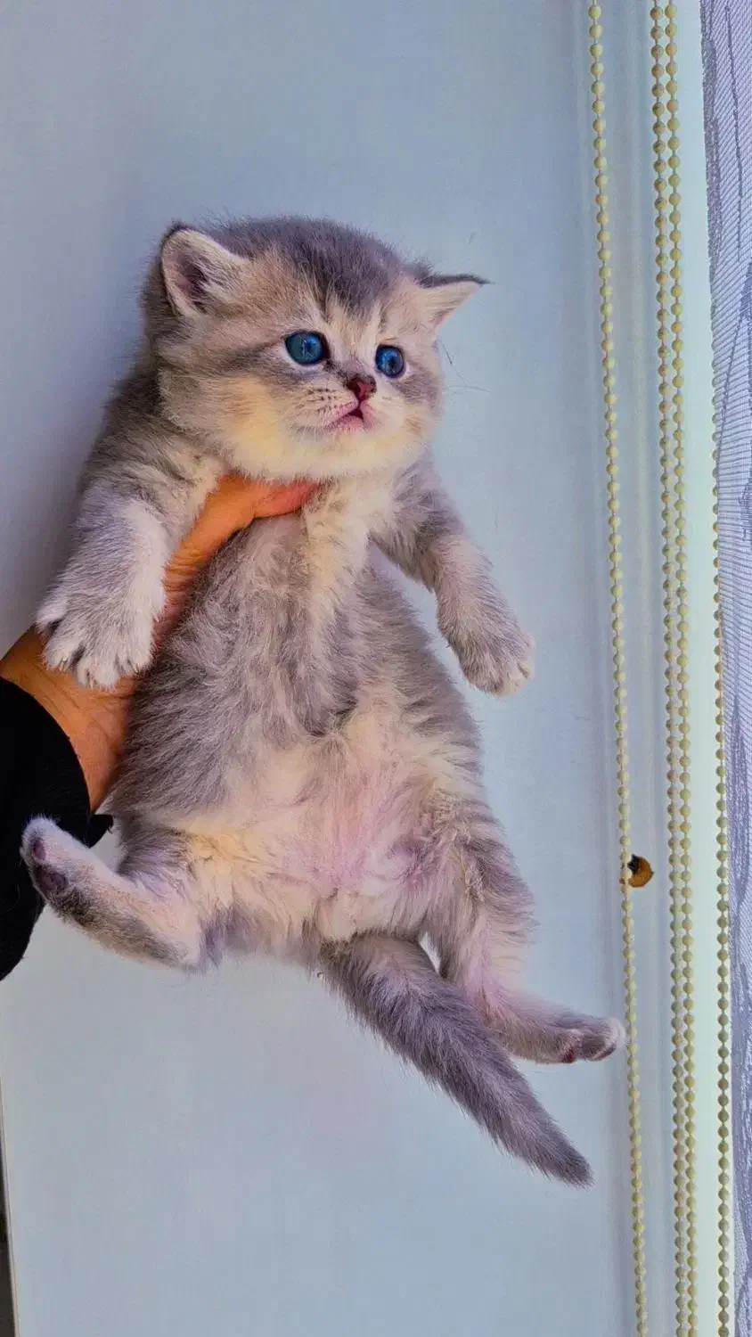 بریتیش بلو گلد|گربه|کرج, فاز ۲ مهرشهر|دیوار