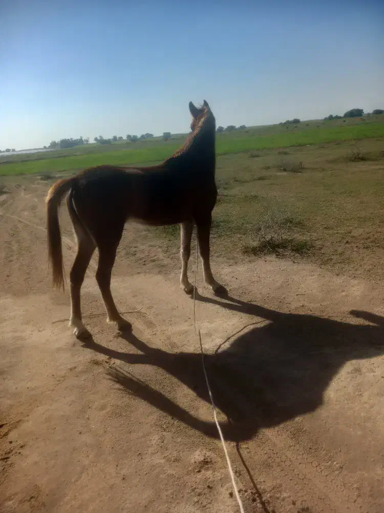 شوش|اسب و تجهیزات اسب‌سواری|شوش, |دیوار