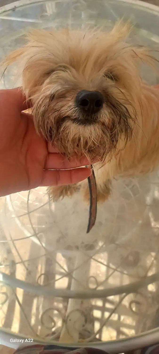 سگ واگذار می گردد|سگ|رباط‌کریم, انجم آباد|دیوار