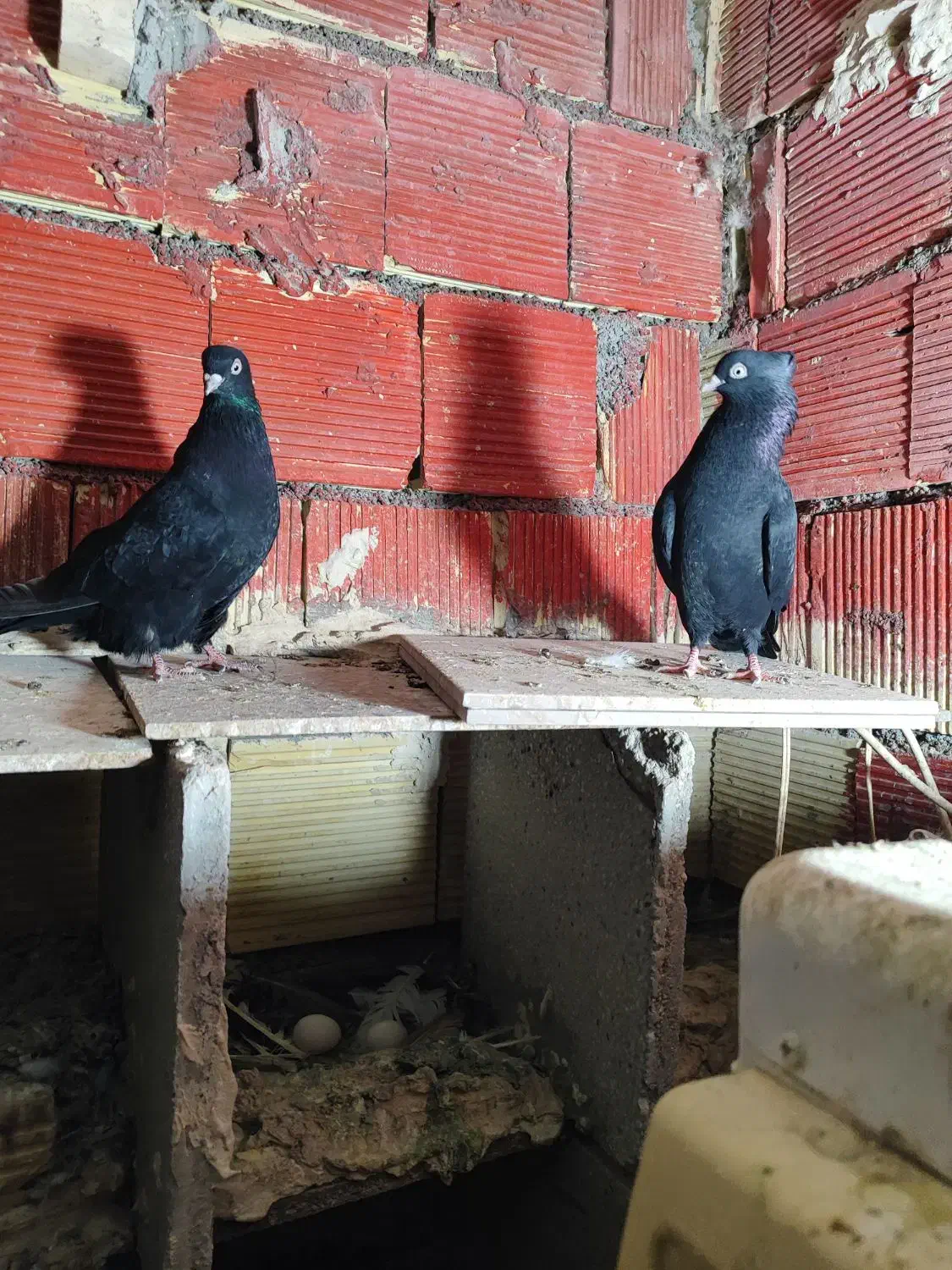 جفت سیاه ابادنی|پرنده|بندر ماهشهر, |دیوار