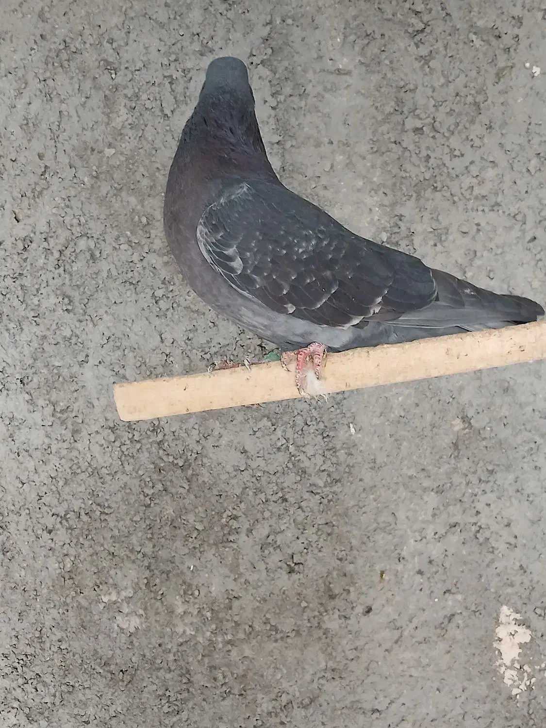 چهارتا کبوتر غریب|پرنده|کوهدشت, |دیوار