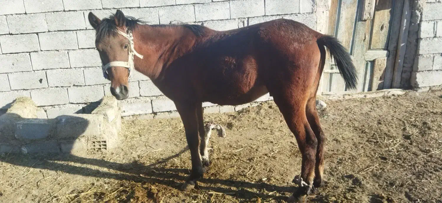 اسب نر|اسب و تجهیزات اسبسواری|اصلاندوز, |دیوار