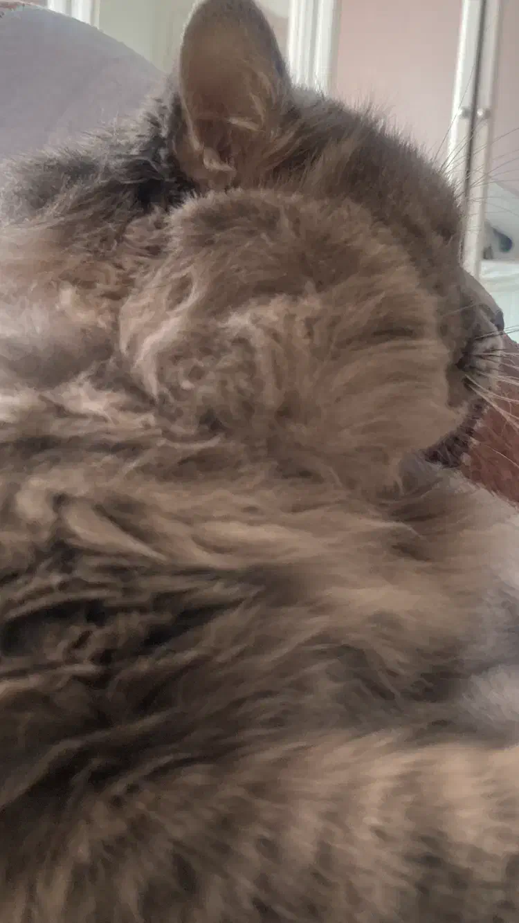 گربه نر ( نژاد دار ) آماده برای جفت|گربه|شیراز, نیایش|دیوار