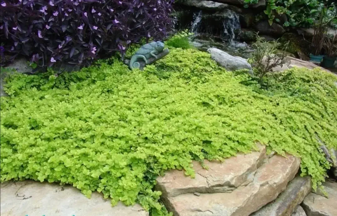 طراحی و اجرای فضای سبز|خدمات باغبانی و درختکاری|کرج, شهرک نهال و بذر|دیوار