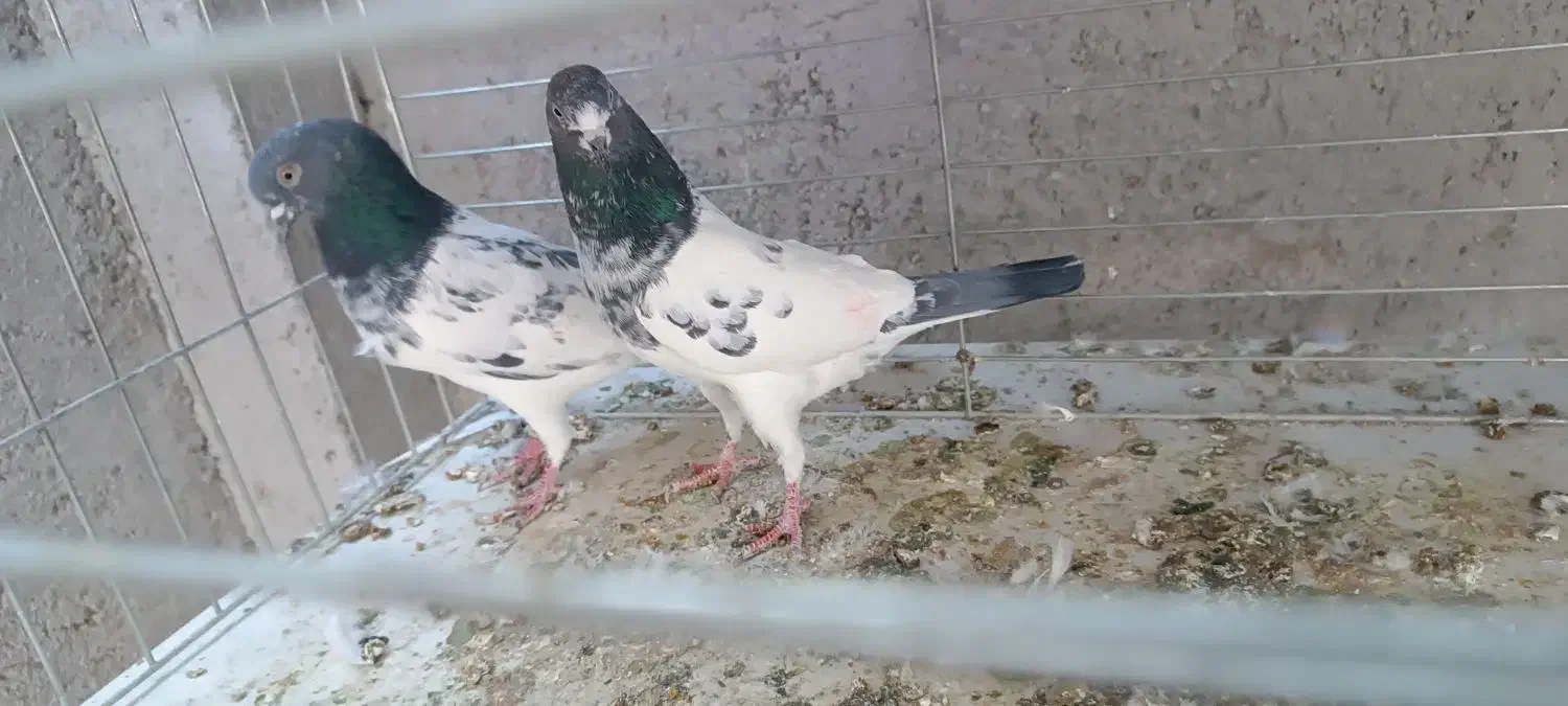 کفتر پرشی|پرنده|اردکان, |دیوار