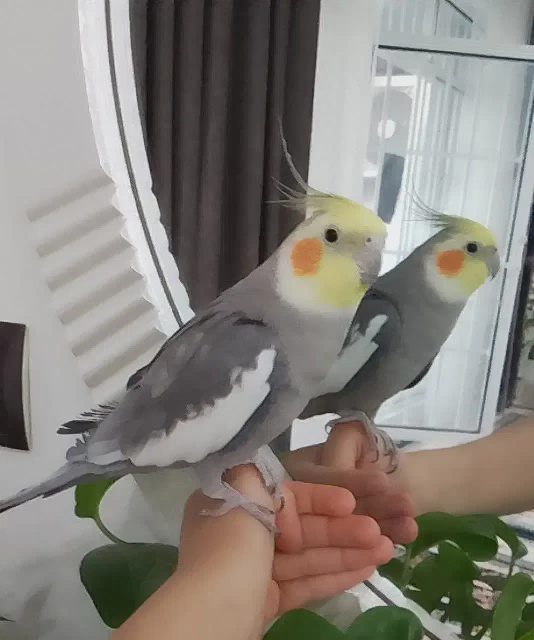 فروش یک جفت عروس هلندی نر و ماده|پرنده|کوهدشت, |دیوار