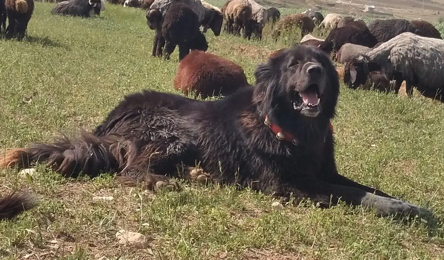 واگذاری سگ گله ای دهن پاک|سگ|چنارود, |دیوار