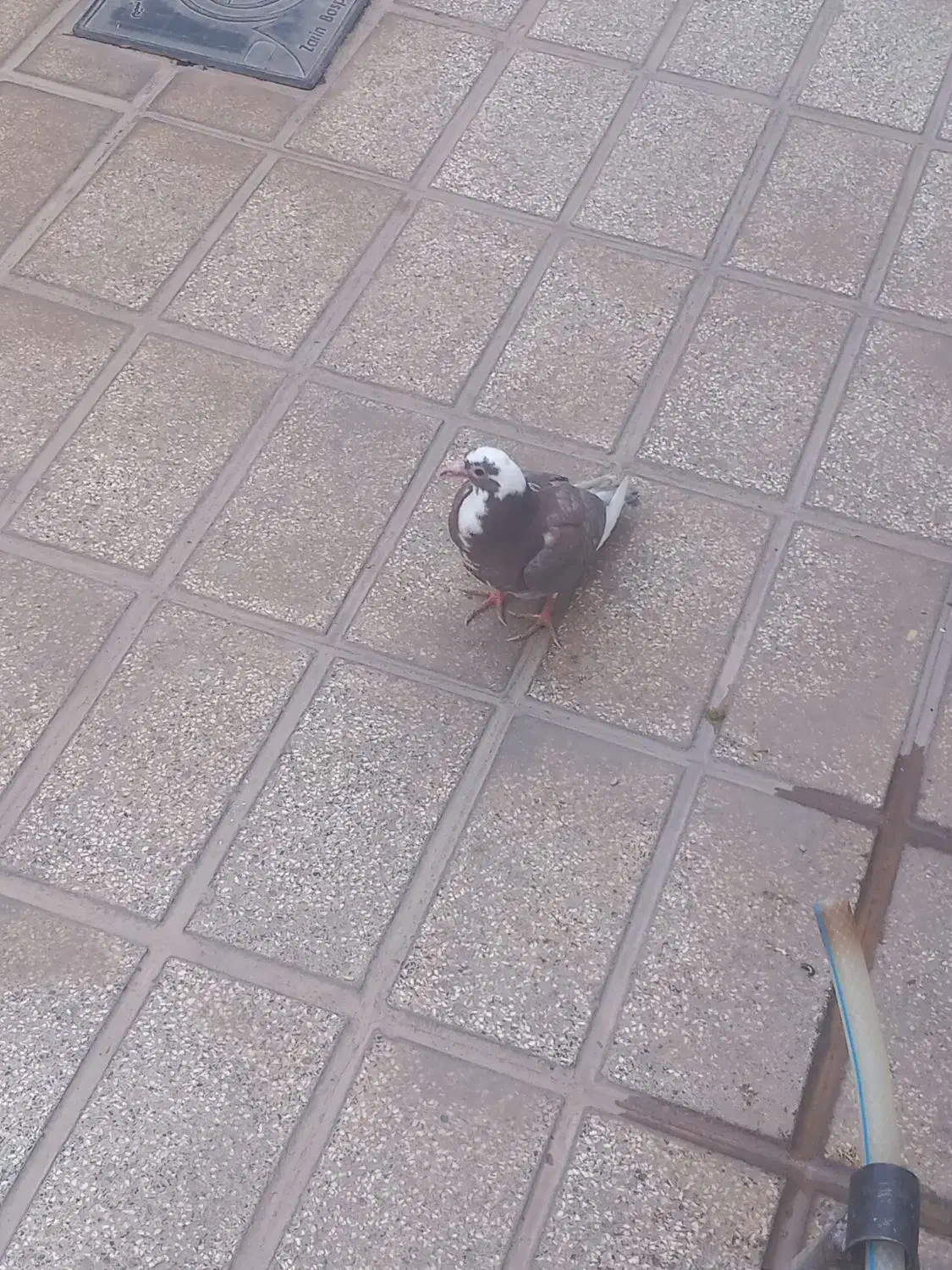 فروش کبوتر|پرنده|تایباد, |دیوار