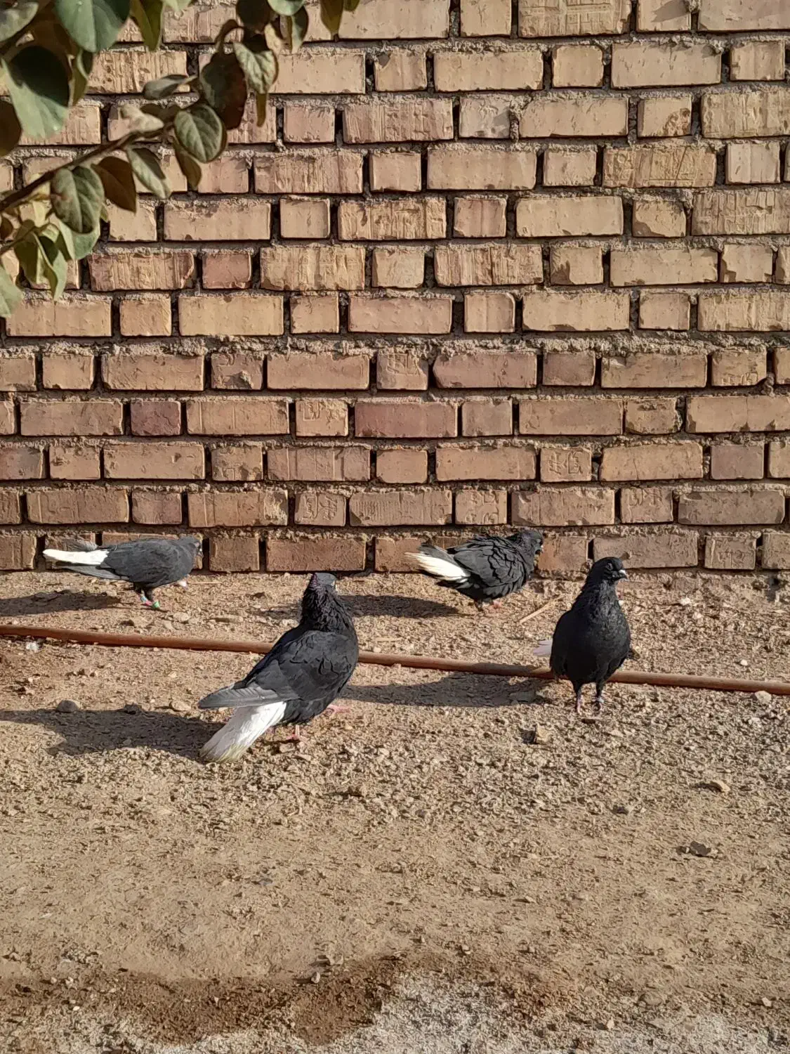 کفتر|پرنده|زرند, |دیوار