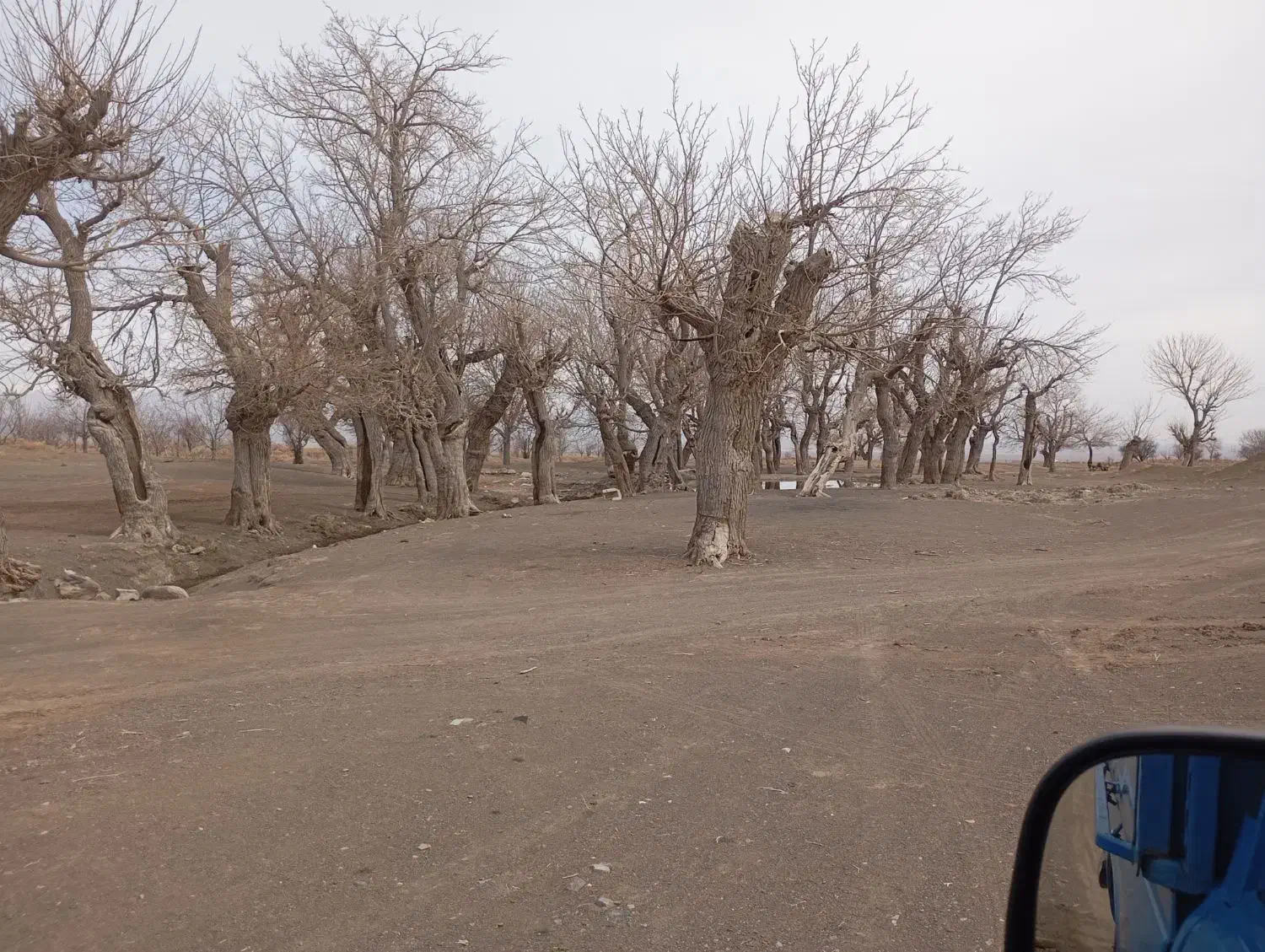 خرید کنده درخت و چوب سقفی|خدمات باغبانی و درختکاری|نیشابور, تریا پارک|دیوار