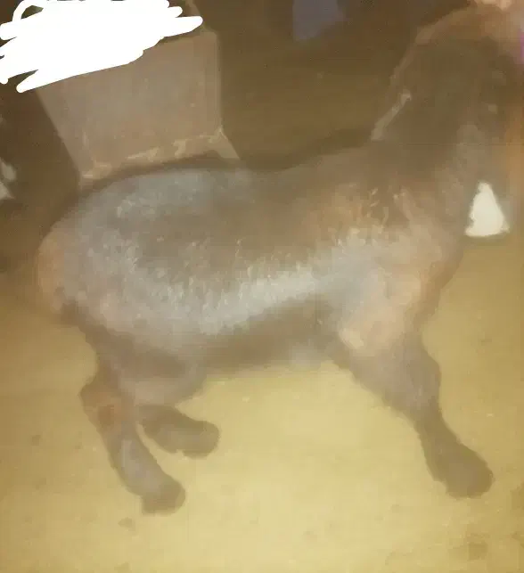 بزغاله خوشتیپ|حیوانات مزرعه|تربت‌حیدریه, فردوسی جنوبی|دیوار