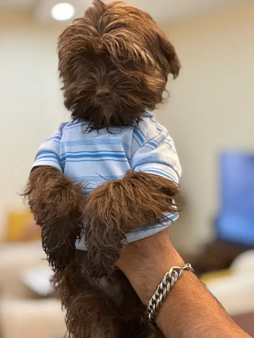 شیتزو پودل|سگ|کرج, گوهردشت|دیوار