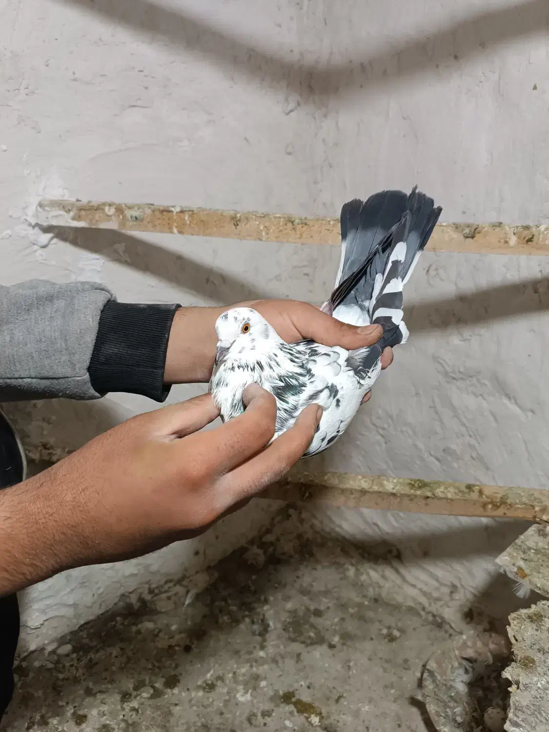 کبوتر|پرنده|کرمانشاه, |دیوار