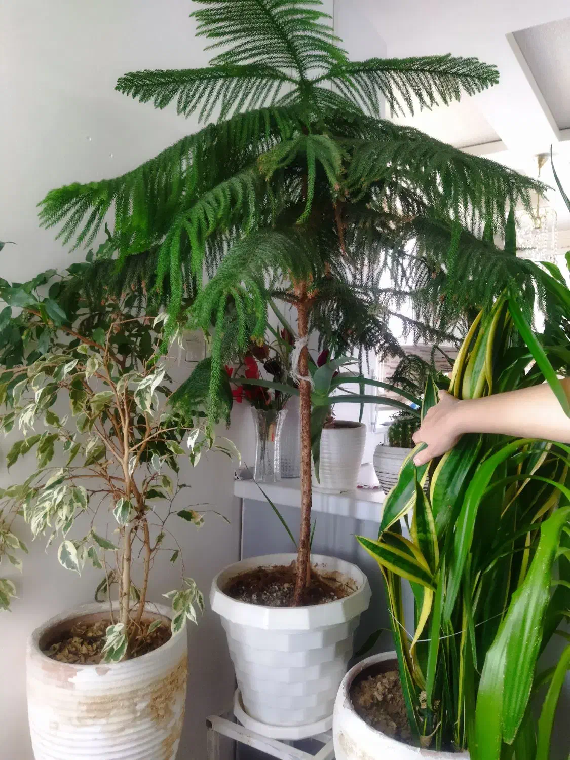 گل و گیاه طبیعی|گل و گیاه طبیعی|تهران, تهرانپارس شرقی|دیوار