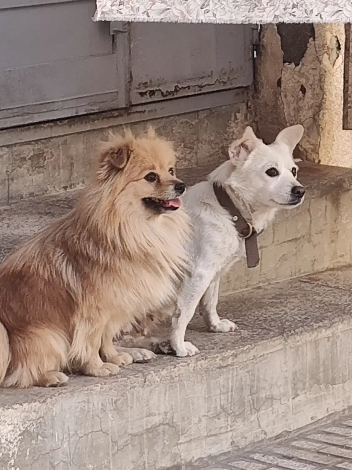 اشپیتز سفید * واگذار به شخصی دلسوز و مهربان|سگ|پیر بکران, |دیوار