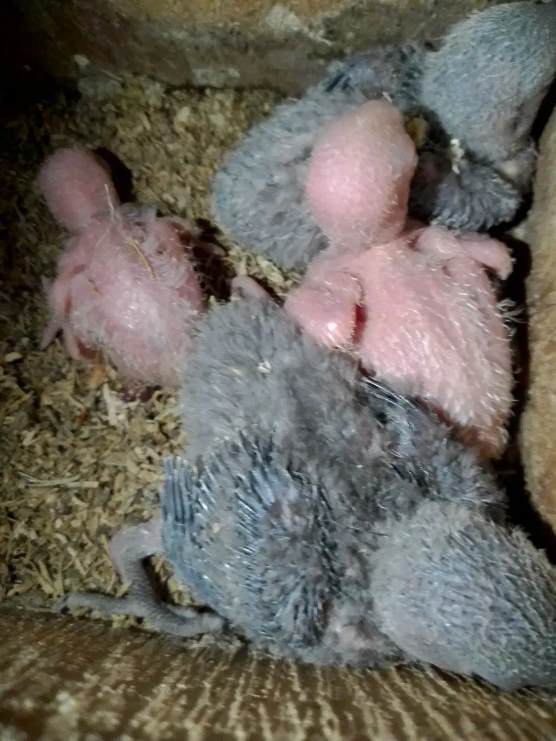 طوطی برزیلی از سر لاک تا بالغ|پرنده|رشت, انصاری|دیوار