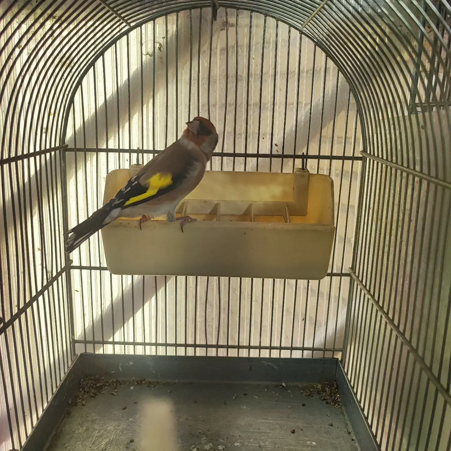 تعداد سهره جوجه قفس امسالی و پارسالی  قرص بخون|پرنده|کرج, باغستان|دیوار