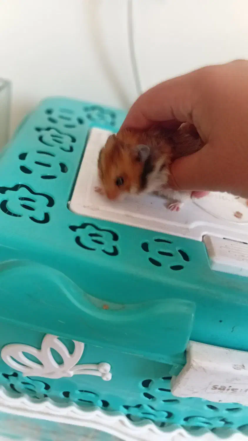 همستر|موش و خرگوش|دماوند, گیلاوند|دیوار