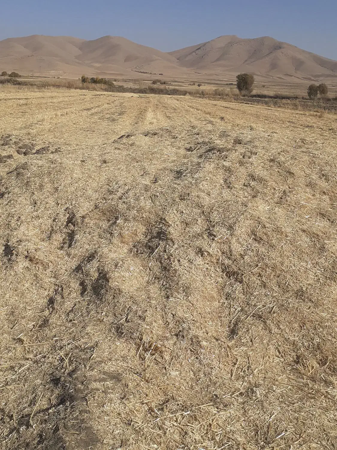 کاه گندم|حیوانات مزرعه|کنگاور, |دیوار