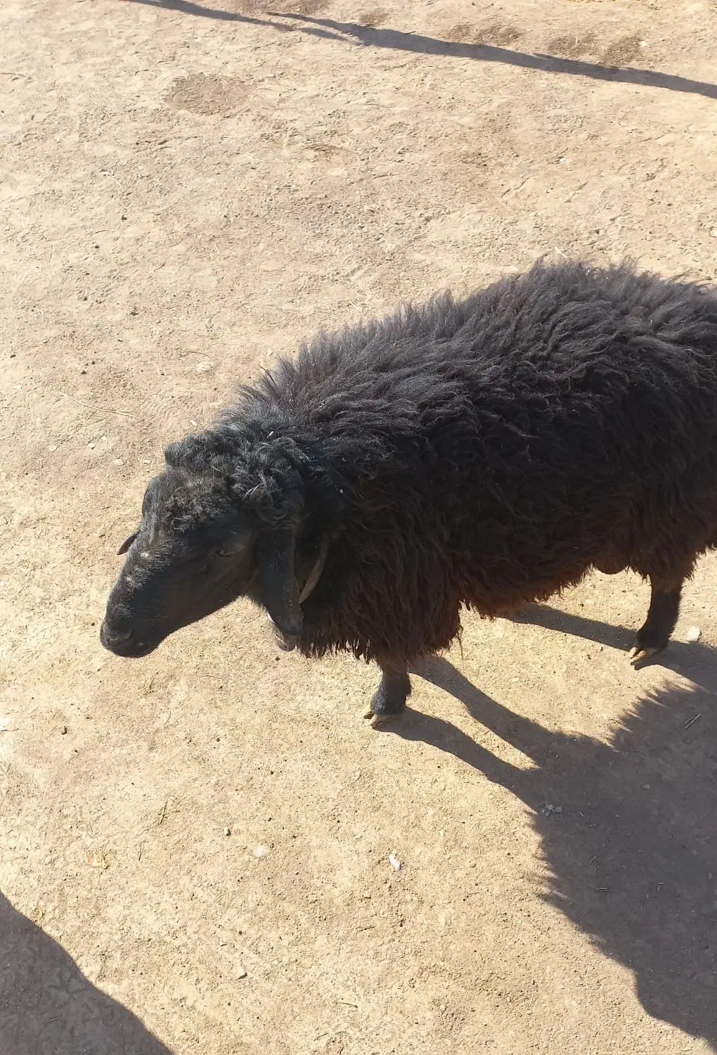 قوچ دودندان|حیوانات مزرعه|عطاملک, |دیوار