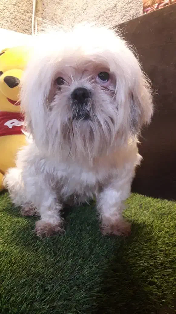 سگ شیتزو|سگ|کرج, گوهردشت|دیوار