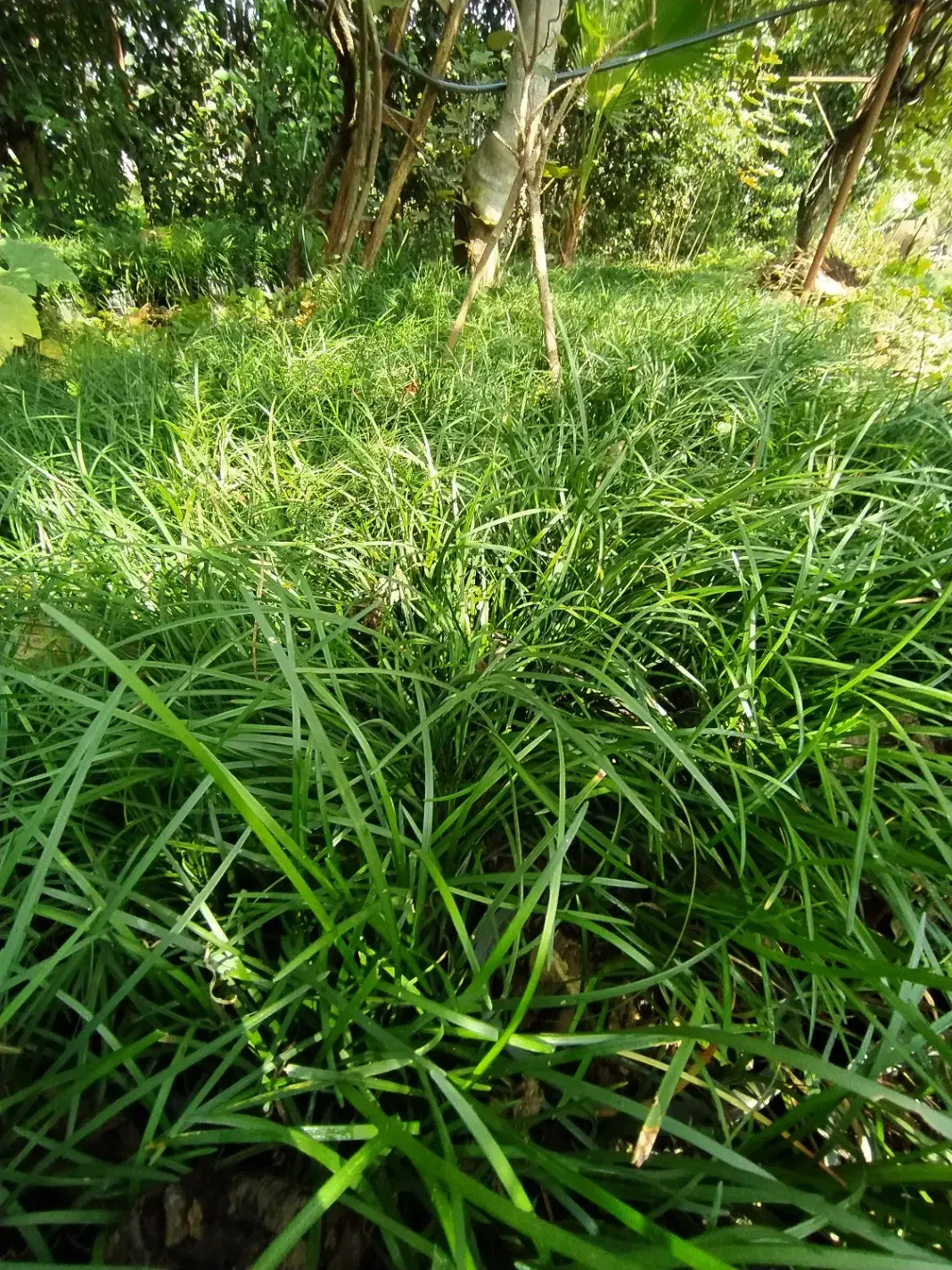 گل و گیاه چمن یال اسبی|خدمات باغبانی و درختکاری|کتالم و سادات شهر, |دیوار