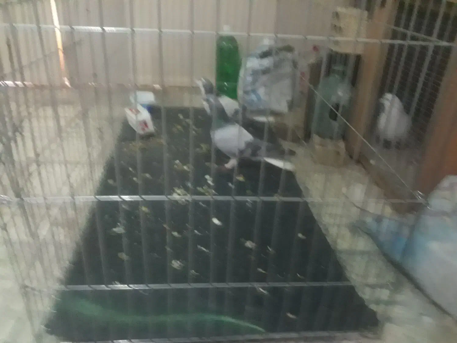 کبوتر|پرنده|اصفهان, دارک|دیوار