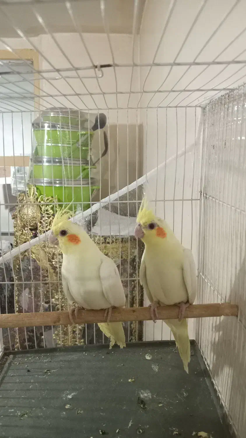 جوجه عروس هلندی لوتیتو چشم شرابی نژاد کینگ|پرنده|مشهد, آبکوه|دیوار