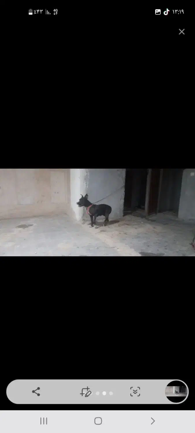 سگ پیتبول ماده واگذاری|سگ|خرمشهر, |دیوار