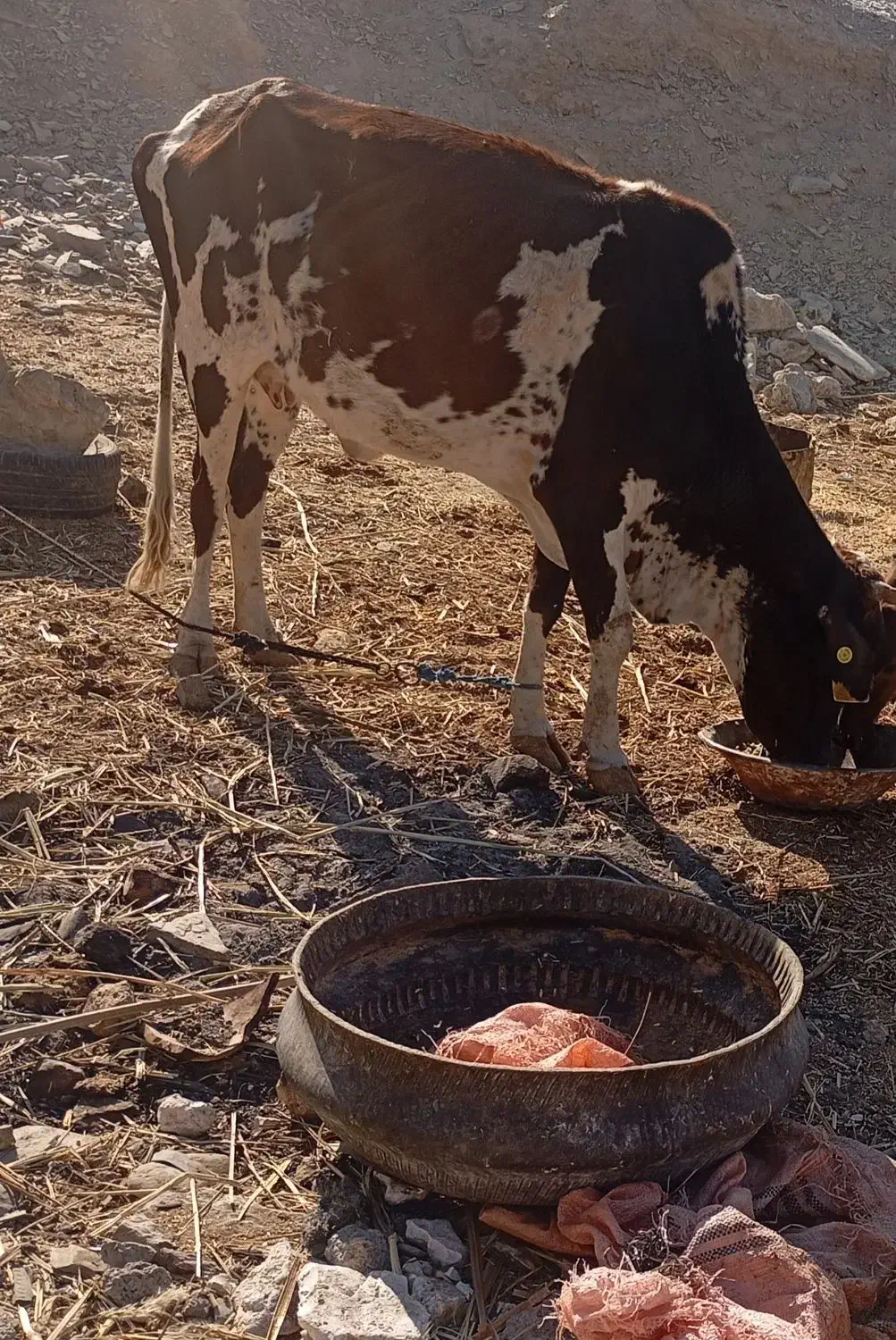 گوساله ماده|حیوانات مزرعه|سراوان, |دیوار