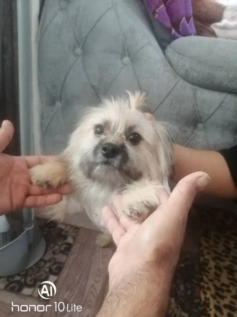 واگذاری سگ|سگ|شیراز, کفترک|دیوار