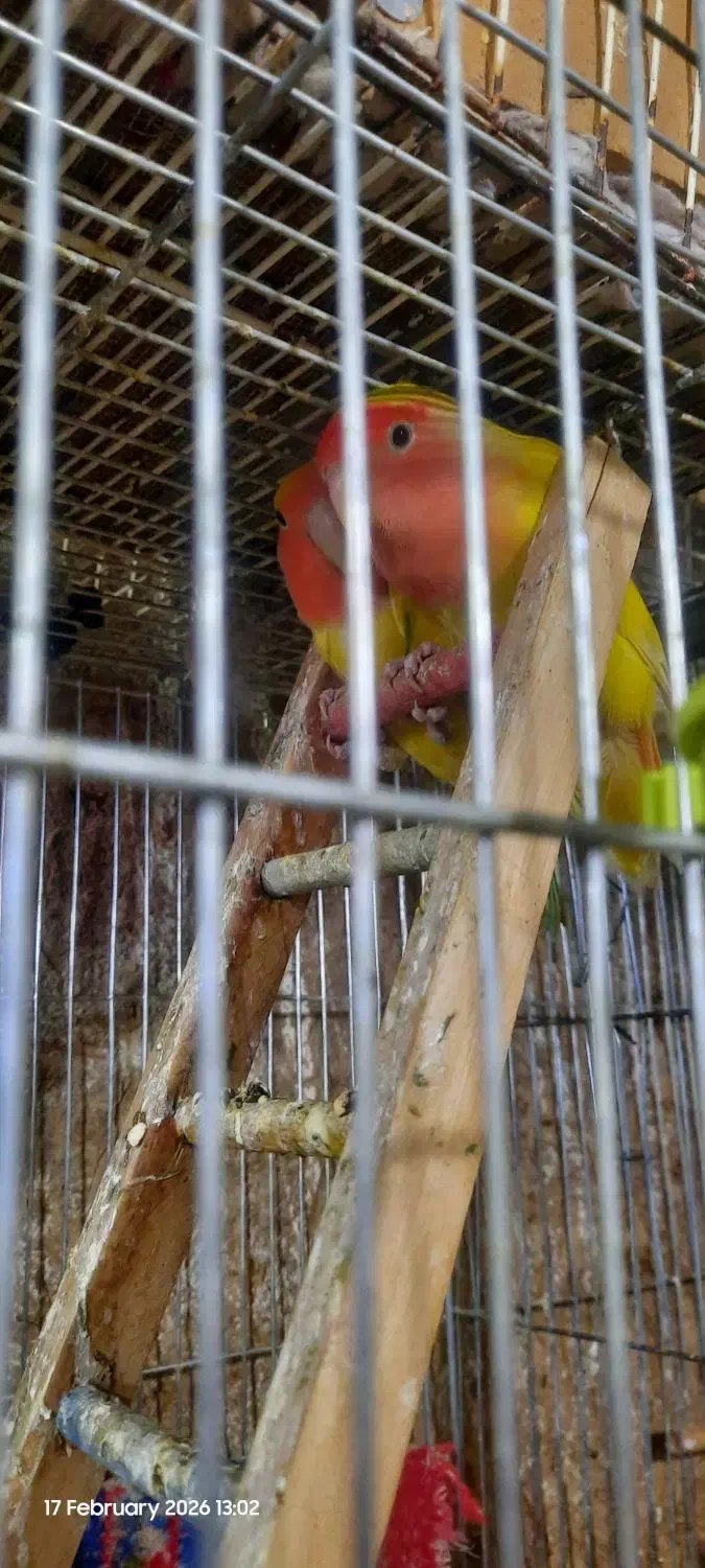 طوطی برزیلی|پرنده|اصفهان, قائمیه|دیوار