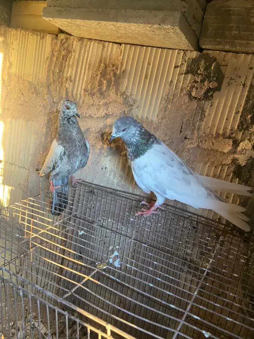 کبوتر پرشی|پرنده|میناب, |دیوار