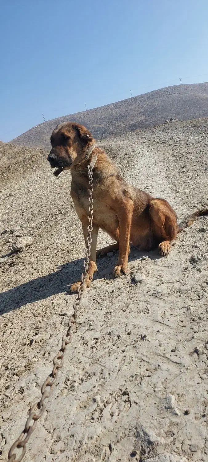 سگ ماده|سگ|صوفیان, |دیوار