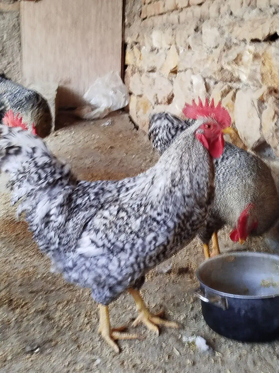 خروس پلیموت راک آمریکایی اصل|حیوانات مزرعه|عجب شیر, |دیوار