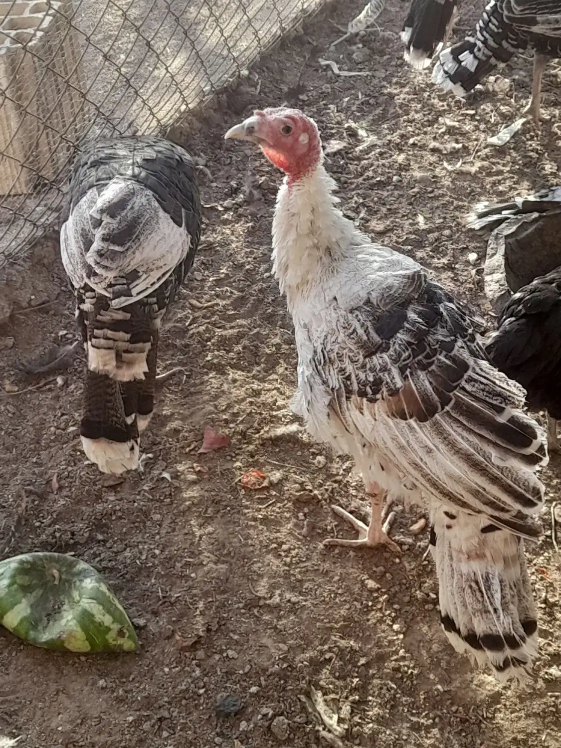 بوقلمون نر و ماده|حیوانات مزرعه|آران و بیدگل, |دیوار