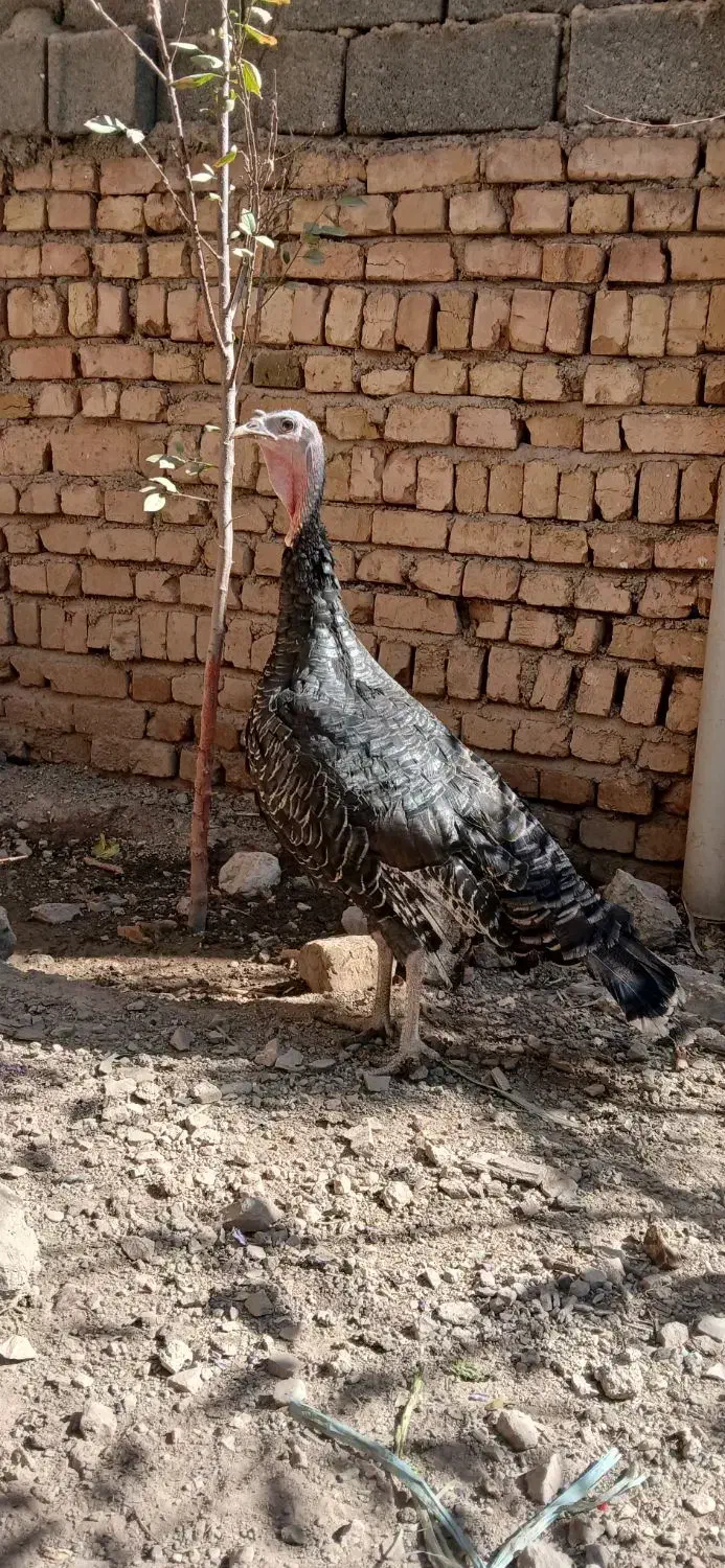 یک عدد بوقلمون و تعدادی جوجه لاری زیر مرغی|حیوانات مزرعه|کرج, فاز ۳ گوهردشت|دیوار