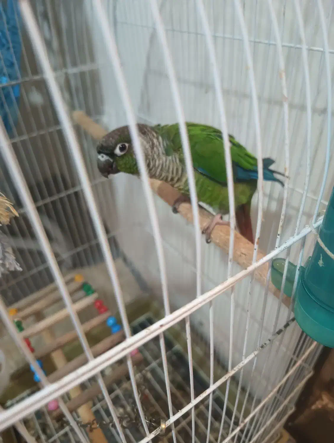 طوطی گرینچیک سخنگو|پرنده|ارومیه, |دیوار